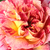 Sárga - vörös - Virágágyi floribunda rózsa - Camille Pissarro
